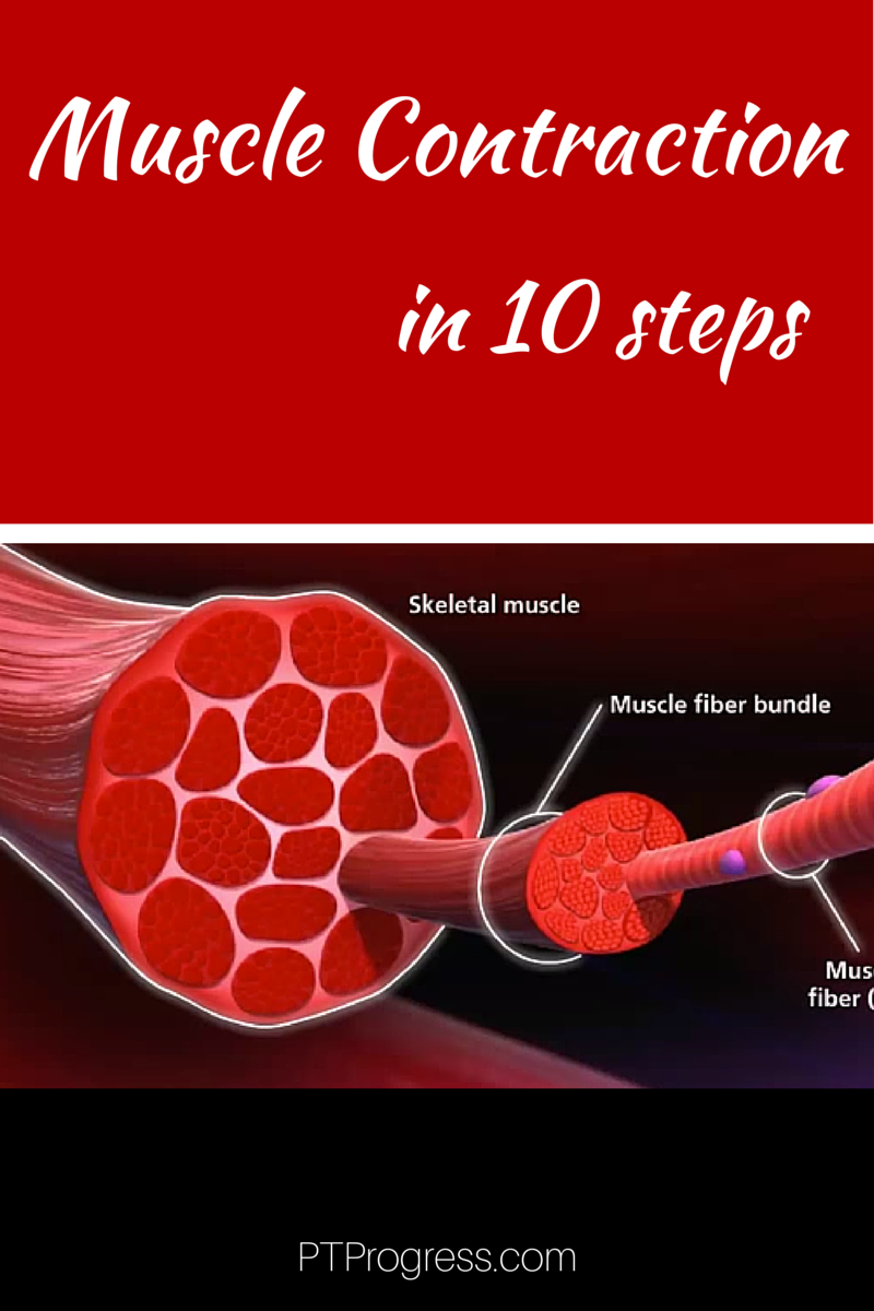 How Do Muscles Contract Steps To Muscle Contraction