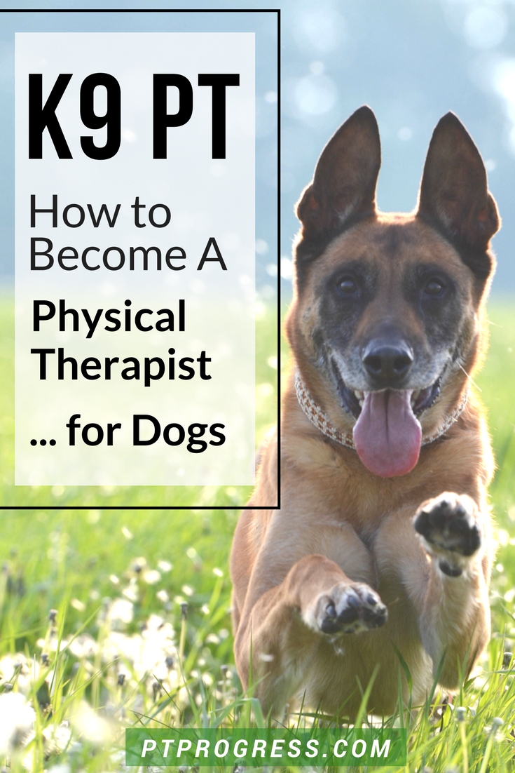 The Best Canine Rehab Exercise Equipment for your Practice